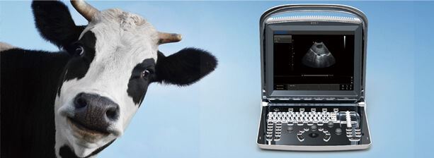 Batteriebetriebene Bovines, Equine, Tierärztlich Tragbar Ultraschall Maschine, DIAGNOSTIC ULTRASOUND MACHINES FOR SALE