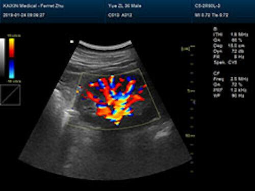 Quality Large Animal Veterinary Color Doppler Ultrasound & Micro convex Probe DIAGNOSTIC ULTRASOUND MACHINES FOR SALE