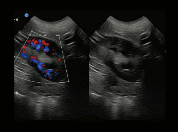 Chison eBit50Vet Color Doppler Ultrasound with Micro Convex Probe DIAGNOSTIC ULTRASOUND MACHINES FOR SALE