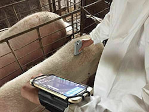 Wireless Ultrasound Probe Veterinary for pigs, sheep, goats, dogs DIAGNOSTIC ULTRASOUND MACHINES FOR SALE