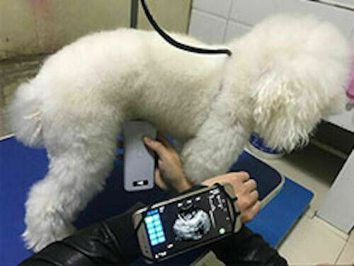 Wireless Ultrasound Probe Veterinary for pigs, sheep, goats, dogs DIAGNOSTIC ULTRASOUND MACHINES FOR SALE