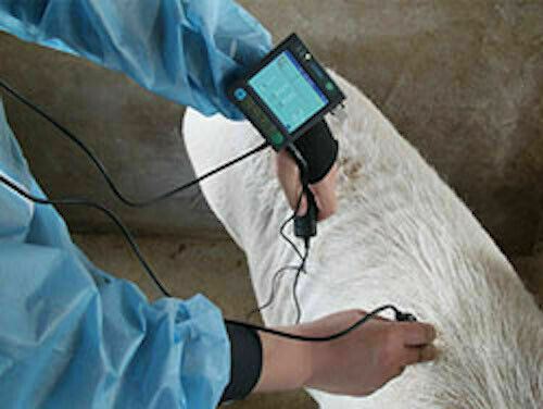 Pregnancy&fat thickness Veterinary Ultrasound MSU-3vet Goats, Pigs and Sheep DIAGNOSTIC ULTRASOUND MACHINES FOR SALE