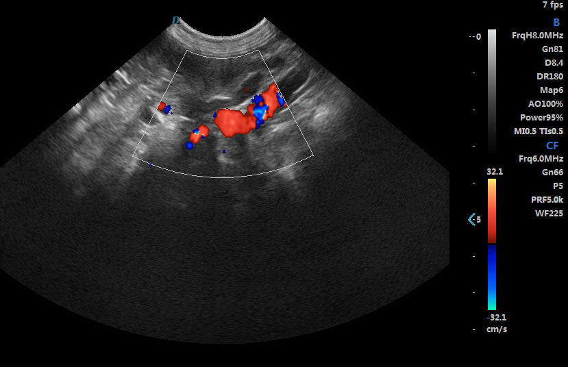 ECO-17Vet High end Equine Ultrasound with Rectal Probe  4-12 MHz Color Doppler DIAGNOSTIC ULTRASOUND MACHINES FOR SALE