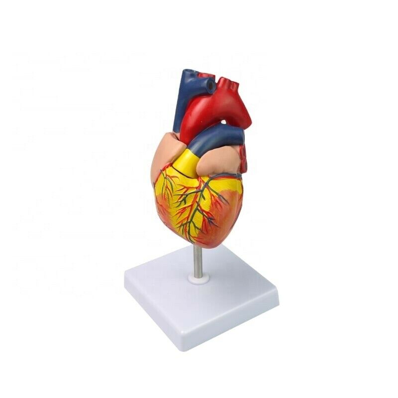 1:1 Human Heart Model B-color Ultrasound Medical Cardiology Cardiac Anatomy DIAGNOSTIC ULTRASOUND MACHINES FOR SALE