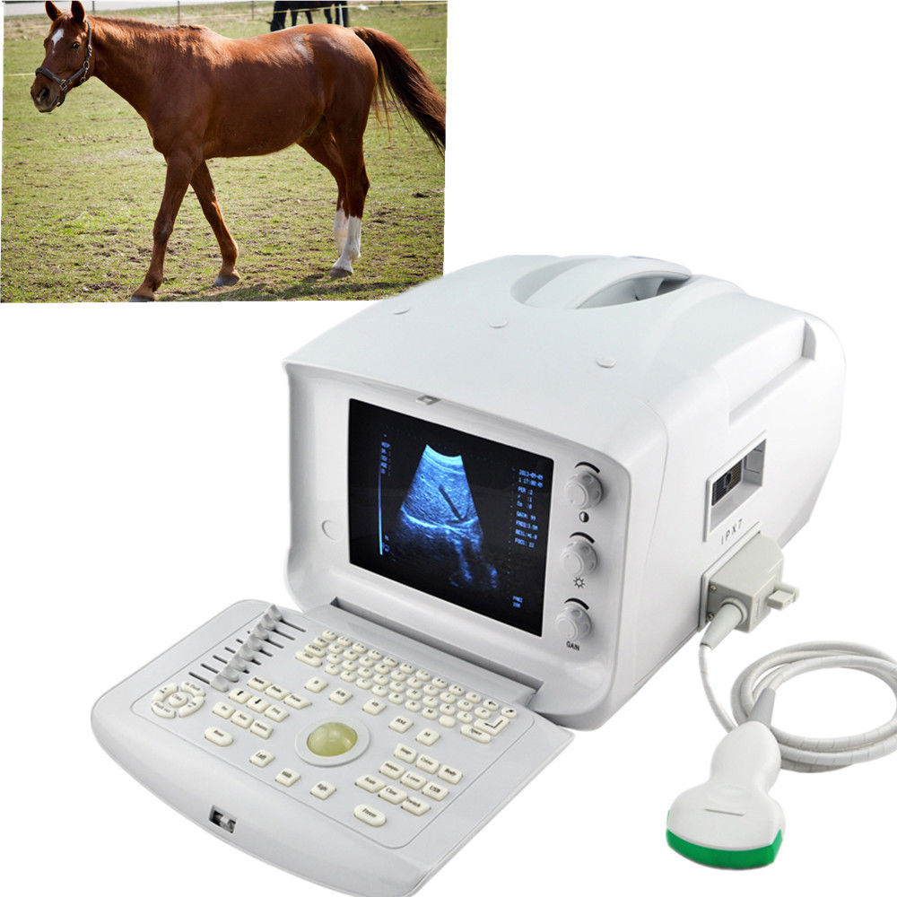 Veterianry Animal Ultrasound Scanner 3.5Mhz Convex Probe+3D abdomen Exam Pet Pig DIAGNOSTIC ULTRASOUND MACHINES FOR SALE