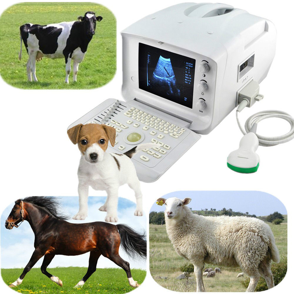 Veterianry Animal Ultrasound Scanner 3.5Mhz Convex Probe+3D abdomen Exam Pet Pig DIAGNOSTIC ULTRASOUND MACHINES FOR SALE