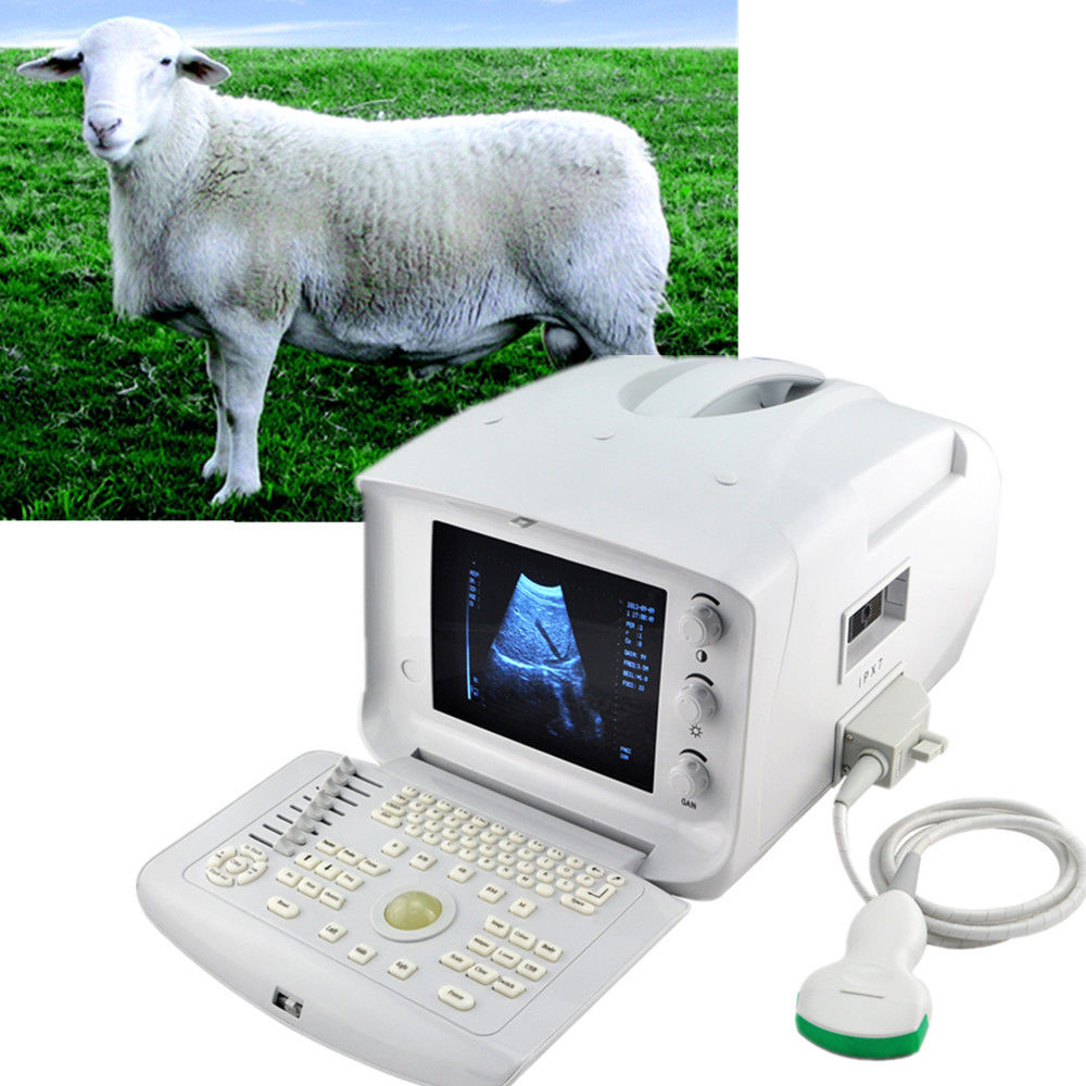 Veterianry Animal Ultrasound Scanner 3.5Mhz Convex Probe+3D abdomen Exam Pet Pig DIAGNOSTIC ULTRASOUND MACHINES FOR SALE