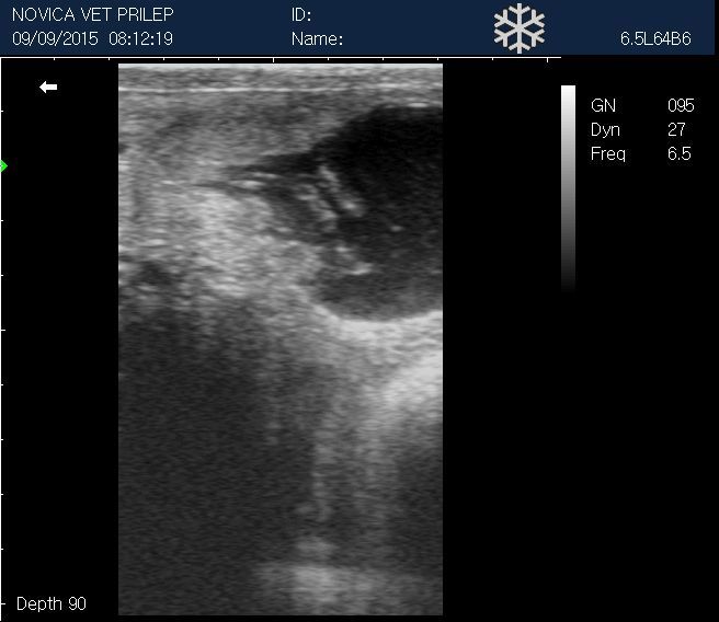 Veterinary Small Animals Ultrasound Scanner&Micro-Convex Probe 5-8Mhz-USA seller DIAGNOSTIC ULTRASOUND MACHINES FOR SALE